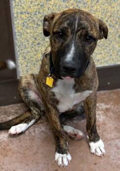 Rescue Border Collie Dogs for Adoption in Stanwood, Washington - Jay | PetCurious