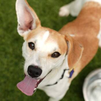 Santiago -  Chihuahua and Mixed Breed Dog for Adoption in San Francisco, California - Santiago | PetCurious