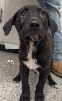 Quicksilver -  German Shepherd Dog and Mixed Breed Dog for Adoption in Kemp, Texas - Quicksilver | PetCurious