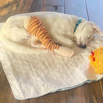 Great Pyrenees and Mixed Breed Dogs Available for Adoption - Beckham | PetCurious