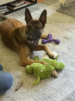 Rambo located in California -  Belgian Shepherd Malinois Dog for Adoption in Imlay City, Michigan - Rambo Located In California | PetCurious