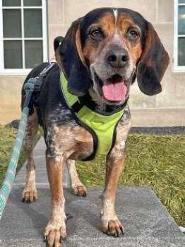 Beagle and Bluetick Coonhound Dogs Available for Adoption - Waylon | PetCurious