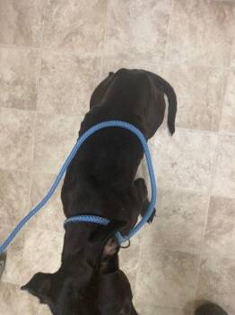 Candy Land -  Mixed Breed Dog for Adoption in Cincinnati, Ohio - Candy Land | PetCurious