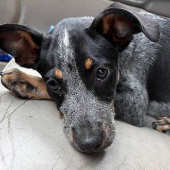Tallulah FC AM -  Australian Cattle Dog Blue Heeler Dog for Adoption in Union, Missouri - Tallulah FC AM | PetCurious