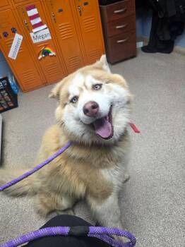 Husky Dogs Available for Adoption in Troy, Ohio - Theo | PetCurious