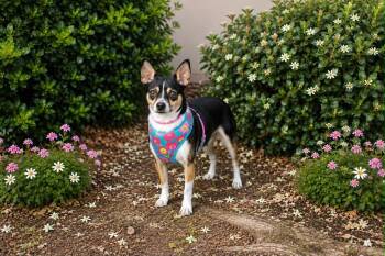 Coco -  Chihuahua Dog for Adoption in Yuba City, California - Coco | PetCurious