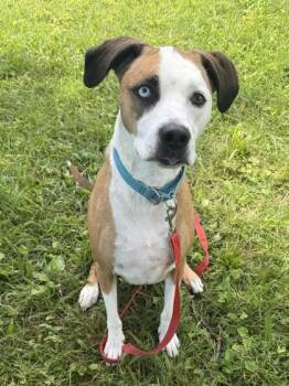 Gingerbread -  Mixed Breed Dog for Adoption in Kansas City, Missouri - Gingerbread | PetCurious