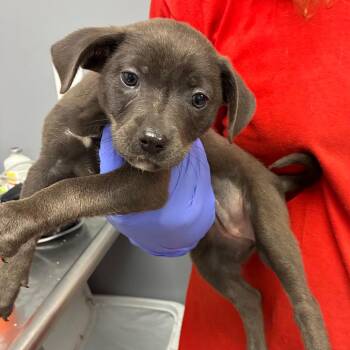 Terrier Dogs Available for Adoption in Birmingham, Alabama - Lydia | PetCurious