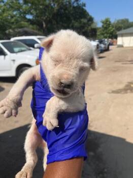 PINEAPPLE -  Mixed Breed Dog for Adoption in Dallas, Texas - PINEAPPLE | PetCurious