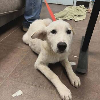 Kendra -  Great Pyrenees Dog for Adoption in Chicago, Illinois - Kendra | PetCurious