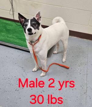 Spot -  Rat Terrier and Jack Russell Terrier Dog for Adoption in Cary, North Carolina - Spot | PetCurious