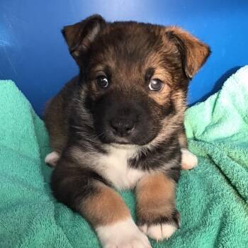 Mixed Breed Dogs Available for Adoption - Otto | PetCurious