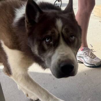Ruhroh -  Mixed Breed Dog for Adoption in Winston-salem, North Carolina - Ruhroh | PetCurious
