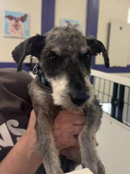 Scotty -  Schnauzer Dog for Adoption in St. George, Utah - Scotty | PetCurious