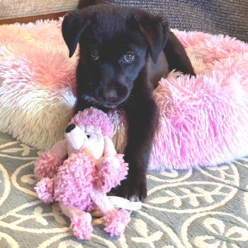 Mixed Breed Dogs Available for Adoption in Fredericksburg, Virginia - Maple | PetCurious