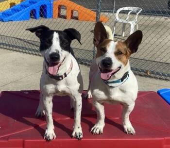 Parson Russell Terrier and Mixed Breed Dogs Available for Adoption in Westland, Michigan - Ladle | PetCurious