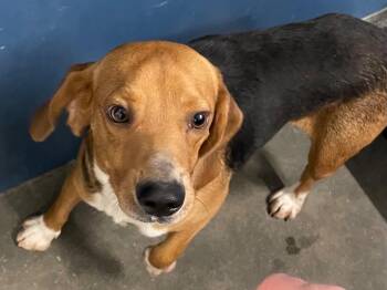 Kenneth -  Beagle Dog for Adoption in Henderson, North Carolina - Kenneth | PetCurious