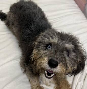 261279  Maddie -  Schnauzer and Shih Tzu Dog for Adoption in Wetumpka, Alabama - 261279  Maddie | PetCurious