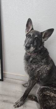 Rescue German Shepherd Dog Dogs for Adoption in Fort Collins, Colorado - Rajah | PetCurious