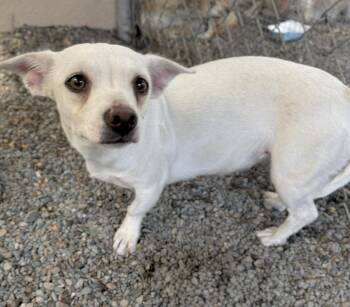 Macrame -  Chihuahua Dog for Adoption in Oakland, California - Macrame | PetCurious