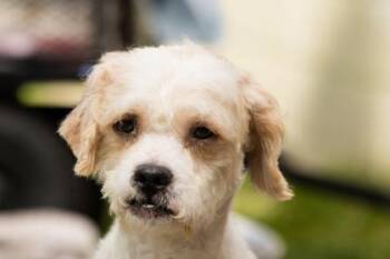 Mixed Breed Dogs Available for Adoption in West Chester, Pennsylvania - Candytuft | PetCurious
