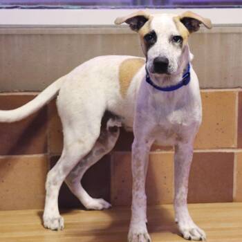 Jagger -  Mixed Breed Dog for Adoption in Port Washington, New York - Jagger | PetCurious