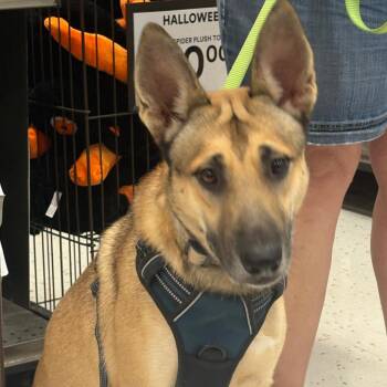 Ryder -  German Shepherd Dog Dog for Adoption in Anderson, Texas - Ryder | PetCurious