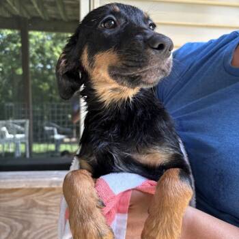 Pluto -  Golden Retriever and Australian Cattle Dog Blue Heeler Dog for Adoption in Rochester, Minnesota - Pluto | PetCurious