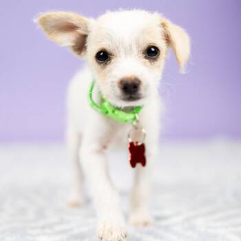 Juniper -  Mixed Breed Dog for Adoption in Portland, Oregon - Juniper | PetCurious