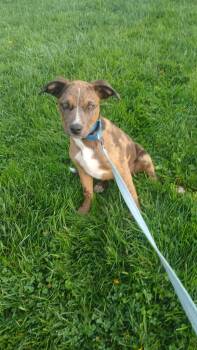 Squid - BO -  Mixed Breed Dog for Adoption in Clinton, Michigan - Squid - BO | PetCurious