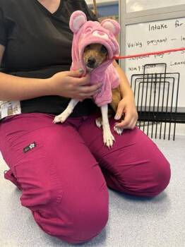 Chihuahua Dogs Available for Adoption in San Jose, California - AMELIE | PetCurious