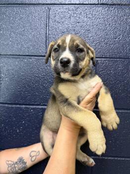 Mixed Breed Dogs Available for Adoption - Nina | PetCurious