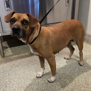 Beagle and Boxer Dogs Available for Adoption in Eureka, California - Mabel | PetCurious