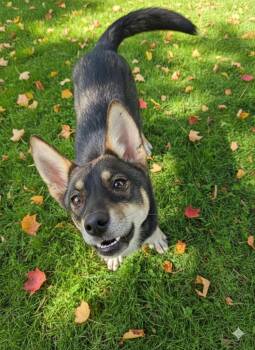 Rescue Cattle Dog Dogs for Adoption in Floresville, Texas - Chocolate | PetCurious