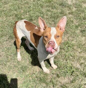AMIGO -  American Staffordshire Terrier and Mixed Breed Dog for Adoption in Kalamazoo, Michigan - AMIGO | PetCurious