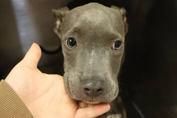 ANDERSON -  Mixed Breed Dog for Adoption in Columbia, South Carolina - ANDERSON | PetCurious