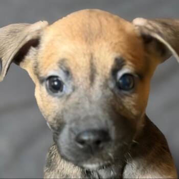 Sushi -  Mixed Breed Dog for Adoption in Allentown, Pennsylvania - Sushi | PetCurious