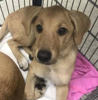 DOLLY -  Black Mouth Cur Dog for Adoption in Conroe, Texas - DOLLY | PetCurious