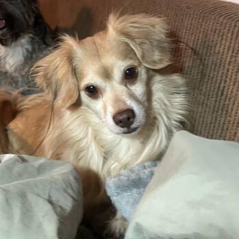 Chihuahua Dogs Available for Adoption - Maverick  | PetCurious