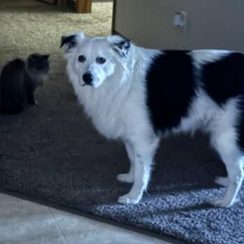 Alpha -  Australian Shepherd and Border Collie Dog for Adoption in Wichita, Kansas - Alpha | PetCurious