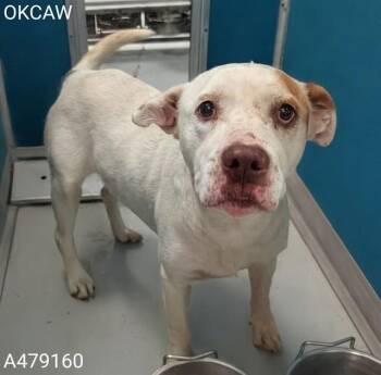 A479160 -  Pit Bull Terrier and Mixed Breed Dog for Adoption in Oklahoma City, Oklahoma - A479160 | PetCurious