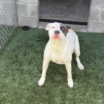 Pit Bull Terrier and Mixed Breed Dogs Available for Adoption in Richmond Hill, Georgia - Louise | PetCurious