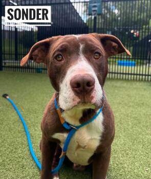 Sonder -  Mixed Breed Dog for Adoption in Flint, Michigan - Sonder | PetCurious