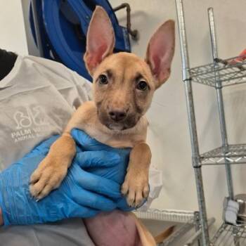 Jazlyn -  Vizsla and German Pinscher Dog for Adoption in Morton Grove, Illinois - Jazlyn | PetCurious