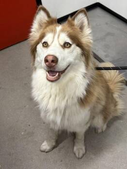 Siberian Husky and Mixed Breed Dogs Available for Adoption in West Chester, Pennsylvania - Letta | PetCurious