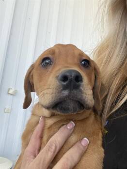 Jordan - URGENT -  Labrador Retriever Dog for Adoption in Thousand Oaks, California - Jordan - URGENT | PetCurious