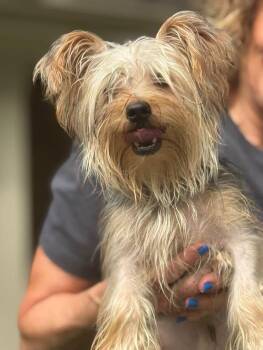 Leo -  Yorkshire Terrier Dog for Adoption in Matthews, North Carolina - Leo | PetCurious