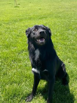 Kooda -  Black Labrador Retriever Dog for Adoption in Prineville, Oregon - Kooda | PetCurious
