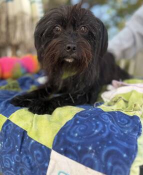 Luna -  Miniature Schnauzer and Yorkshire Terrier Dog for Adoption - Luna | PetCurious