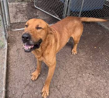 Fidler - D/ Clifford -  Hound and Black Mouth Cur Dog for Adoption in Lockhart, Texas - Fidler - D/ Clifford | PetCurious